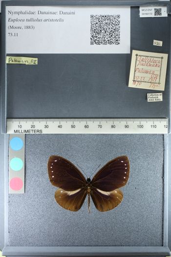 Media type: image;   Entomology 160172